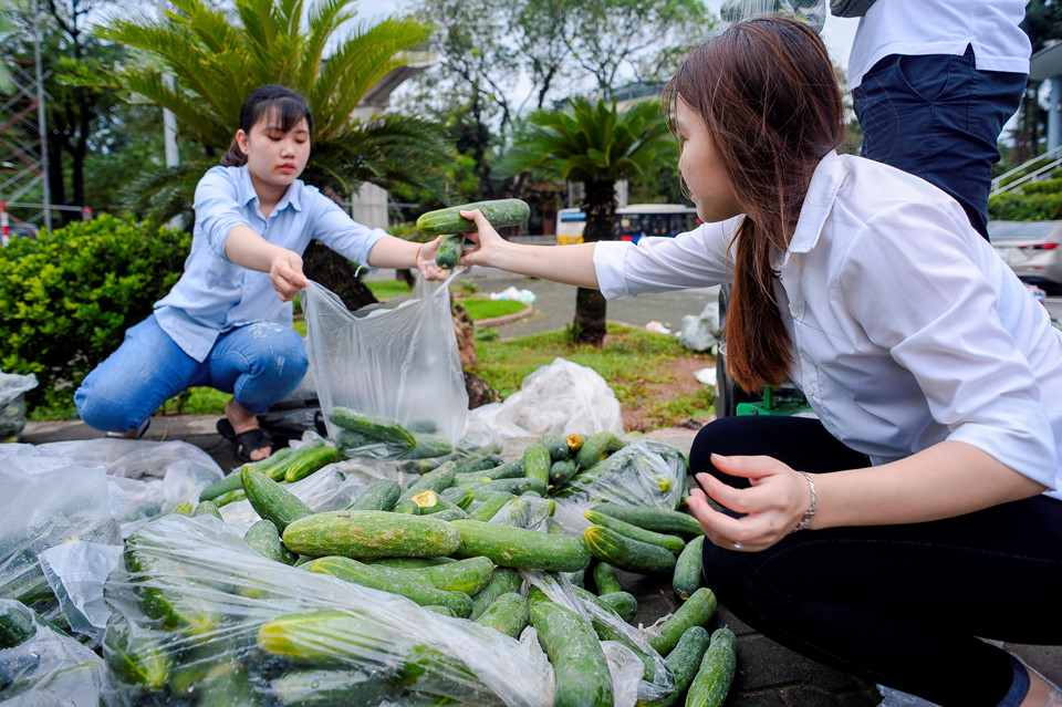 Sinh viên đội mưa giải cứu hàng tấn dưa chuột cho nông dân xứ Nghệ